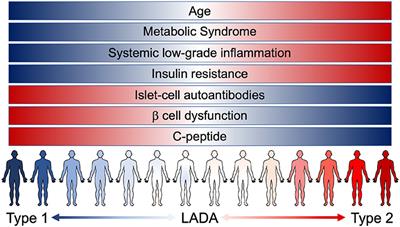 Frontiers | Type 2 Diabetes: How Much Of An Autoimmune Disease?